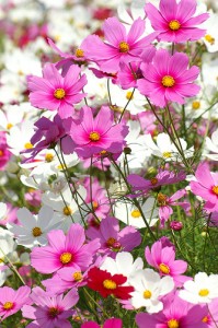 398540801_b8bb0de4a8