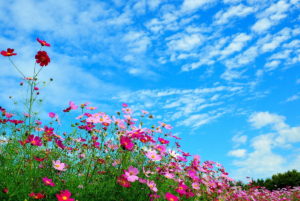 138088368370500717225_5-1_20131004194804